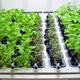 Illustration for article titled Hydroponic Garden Blends Into Your Kitchen For Year Round Herbs